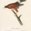 Audubon 1st Ed. Octavo Pl. 5 Harris's Buzzard