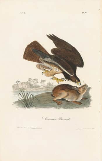 Audubon 1st Ed. Octavo Pl. 6 Common Buzzard