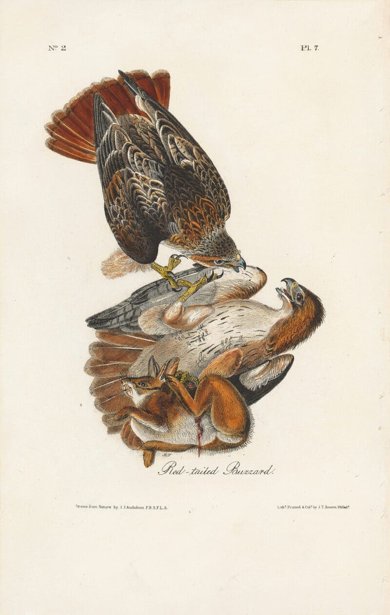 Audubon 1st Ed. Octavo Pl. 7 Red-tailed Buzzard