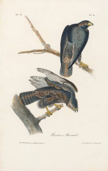 Audubon 1st Ed. Octavo Pl. 8 Harlan's Buzzard