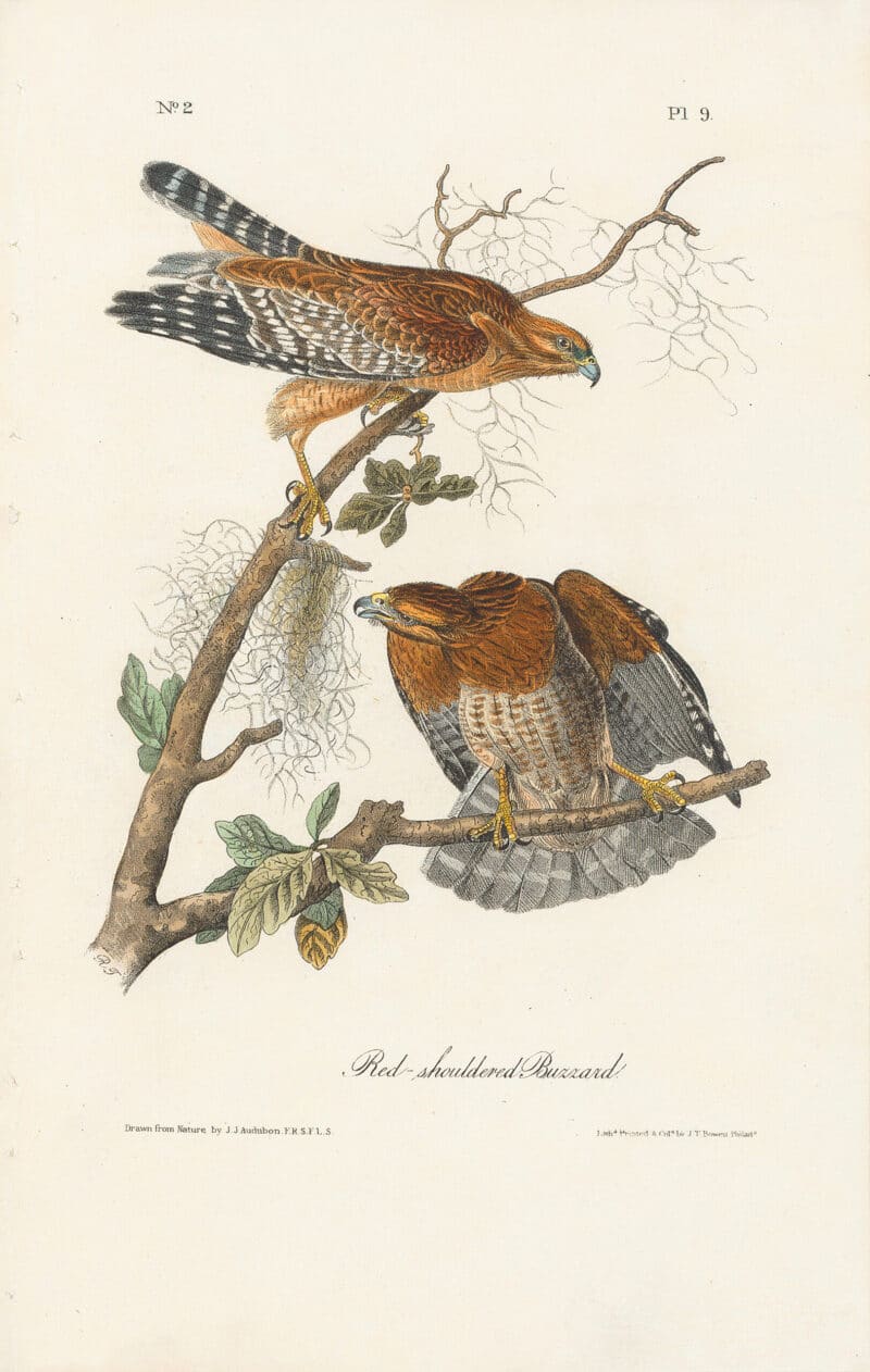 Audubon 1st Ed. Octavo Pl. 9 Red-shouldered Buzzard