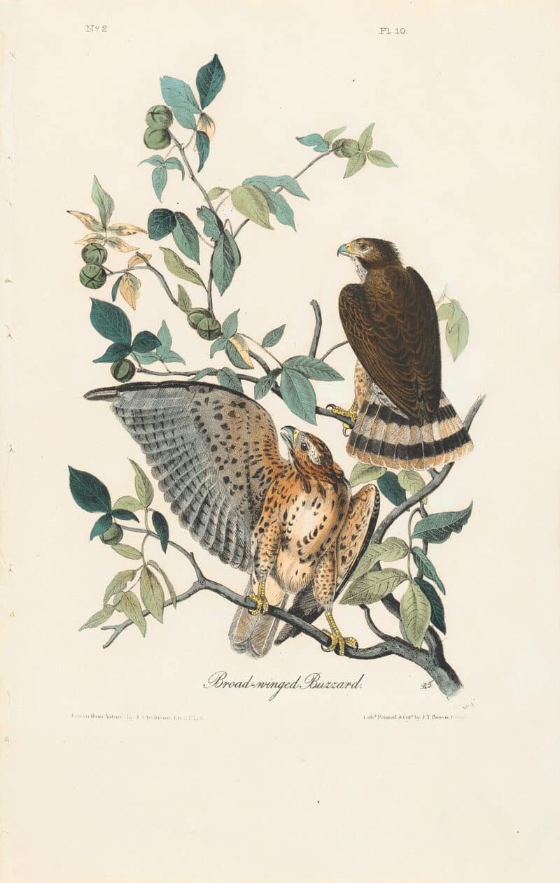 Audubon 1st Ed. Octavo Pl. 10 Broad-winged Buzzard