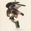 Audubon 1st Ed. Octavo Pl. 11 Rough-legged Buzzard