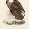 Audubon 1st Ed. Octavo Pl. 12 Golden Eagle