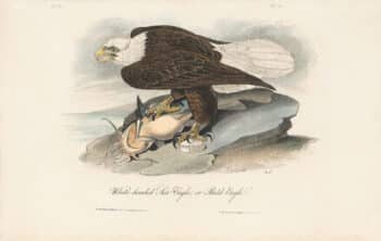Audubon 1st Ed. Octavo Pl. 14 White headed Sea Eagle, or Bald Eagle
