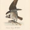Audubon 1st Ed. Octavo Pl. 15 Common Osprey, Fish Hawk