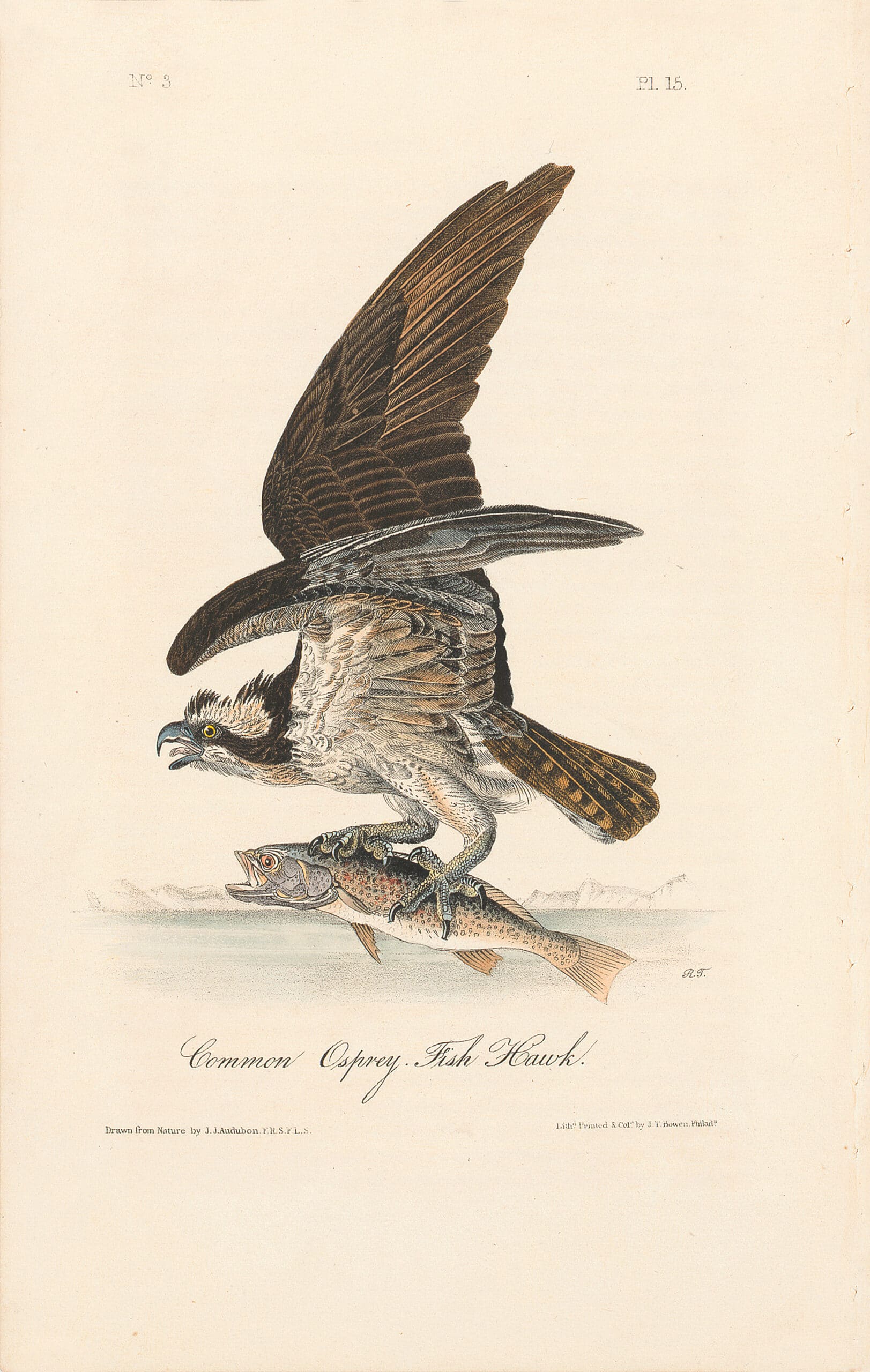 Audubon Octavo Pl. 15 Common Osprey, Fish Hawk | By Oppenheimer Editions