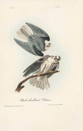 Audubon 1st Ed. Octavo Pl. 16 Black-shouldered Elanus