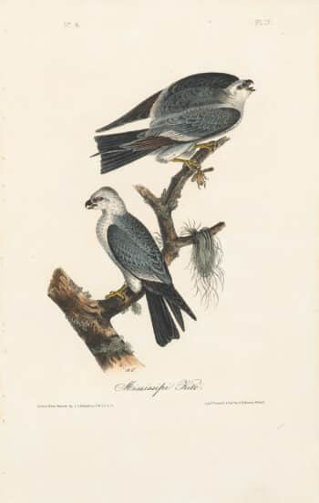 Audubon 1st Ed. Octavo Pl. 17 Mississippi Kite