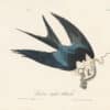 Audubon 1st Ed. Octavo Pl. 18 Swallow-tailed Hawk