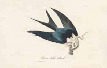 Audubon 1st Ed. Octavo Pl. 18 Swallow-tailed Hawk