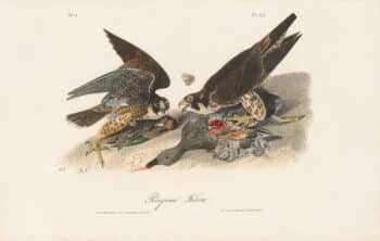 Audubon 1st Ed. Octavo Pl. 20 Peregrine Falcon