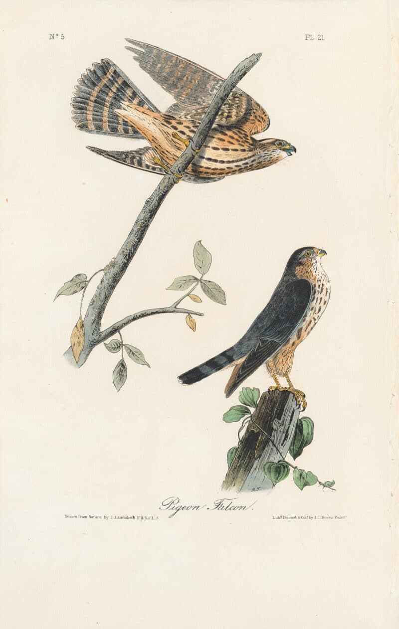 Audubon 1st Ed. Octavo Pl. 21 Pigeon Falcon