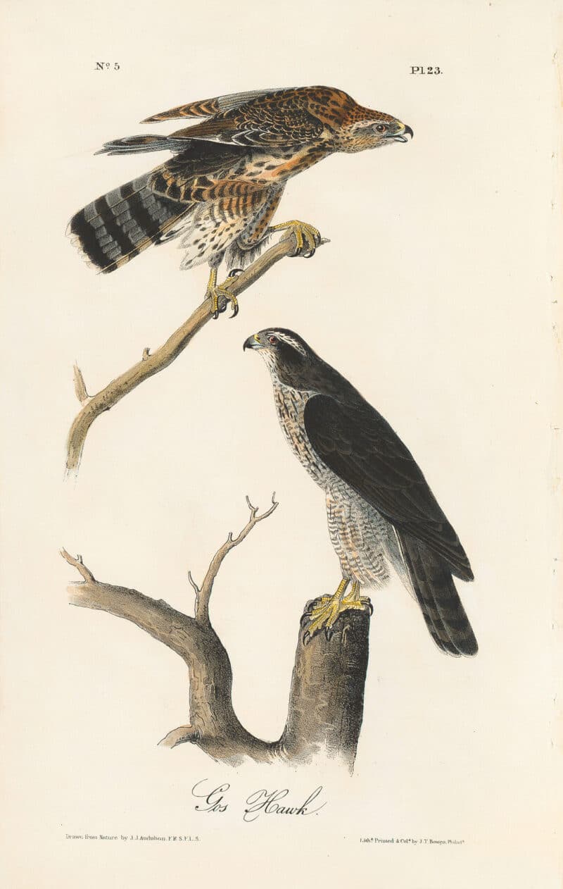 Audubon 1st Ed. Octavo Pl. 23 Gos Hawk