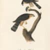 Audubon 1st Ed. Octavo Pl. 25 Sharp-shinned Hawk