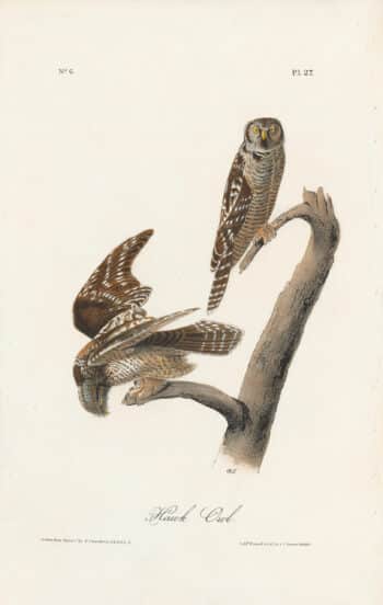 Audubon 1st Ed. Octavo Pl. 27 Hawk Owl