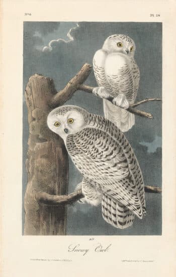 Audubon 1st Ed. Octavo Pl. 28 Snowy Owl