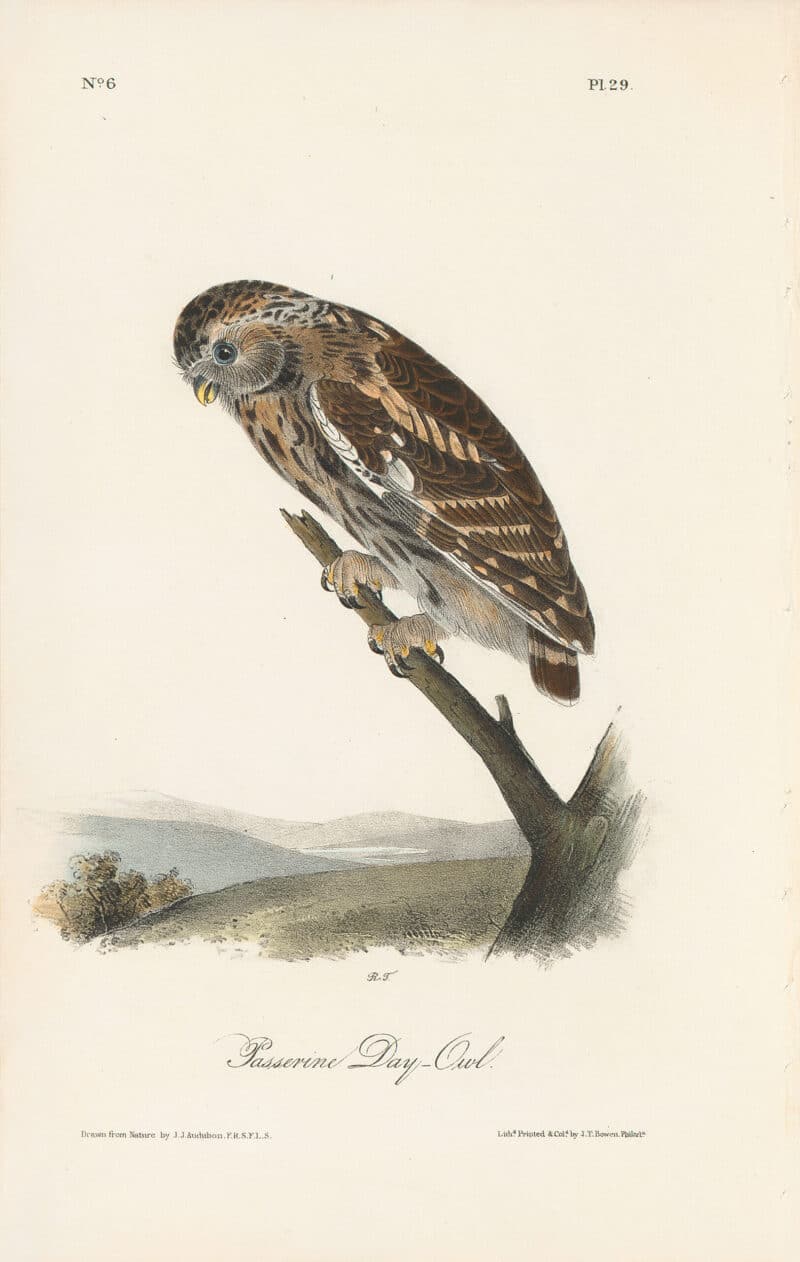 Audubon 1st Ed. Octavo Pl. 29 Passerine Day - Owl