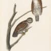 Audubon 1st Ed. Octavo Pl. 30 Columbian Day - Owl