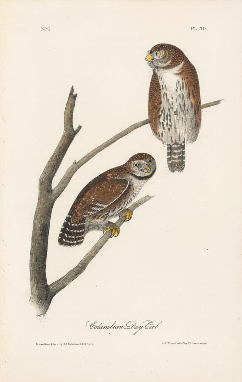 Audubon 1st Ed. Octavo Pl. 30 Columbian Day - Owl