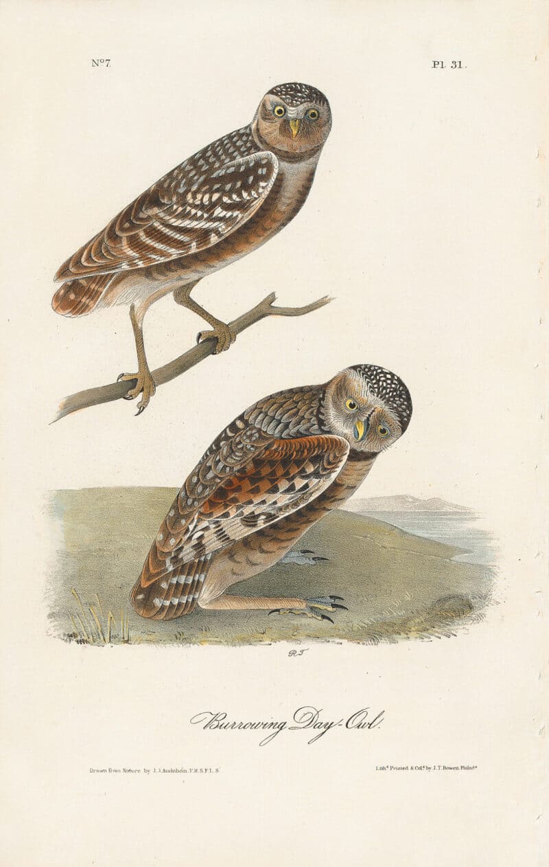 Audubon 1st Ed. Octavo Pl. 31 Burrowing Day - Owl