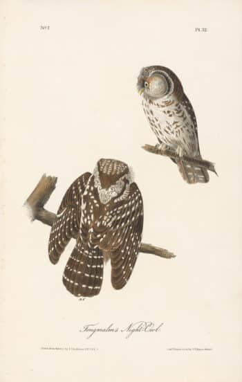 Audubon 1st Ed. Octavo Pl. 32 Tengmalm's Night - Owl
