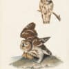 Audubon 1st Ed. Octavo Pl. 33 Little or Arcadian Owl
