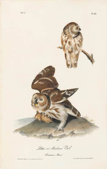 Audubon 1st Ed. Octavo Pl. 33 Little or Arcadian Owl