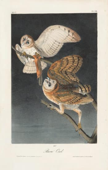 Audubon 1st Ed. Octavo Pl. 34 Barn Owl