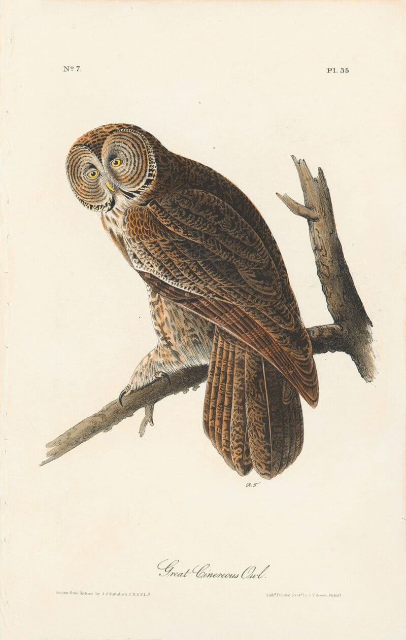 Audubon 1st Ed. Octavo Pl. 35 Great Cinereous Owl