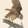 Audubon 1st Ed. Octavo Pl. 36 Barred Owl