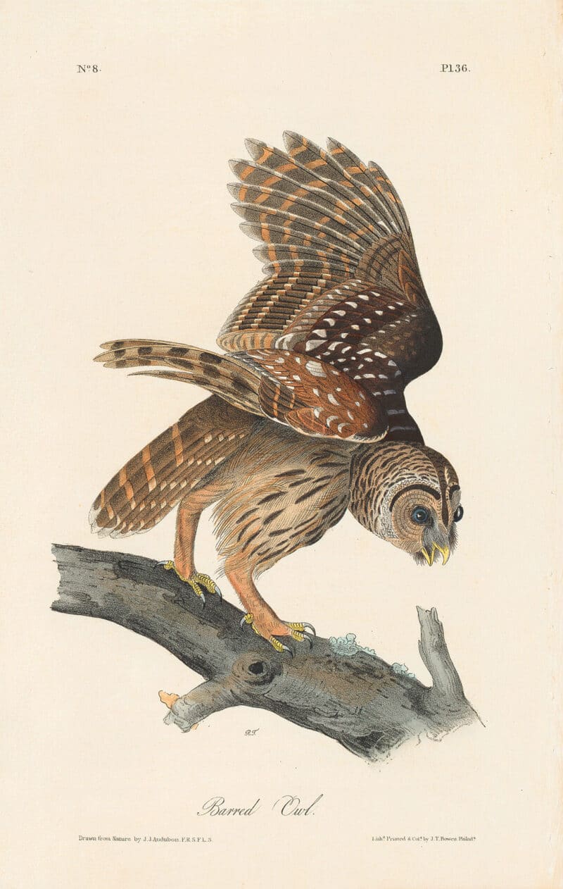 Audubon 1st Ed. Octavo Pl. 36 Barred Owl