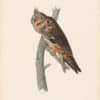 Audubon 1st Ed. Octavo Pl. 37 Long-eared Owl