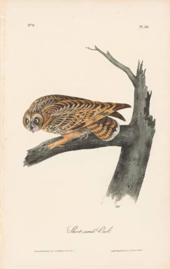 Audubon 1st Ed. Octavo Pl. 38 Short-eared Owl