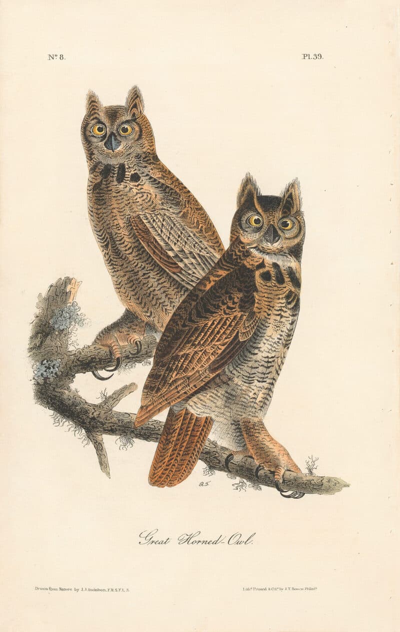Audubon 1st Ed. Octavo Pl. 39 Great Horned Owl