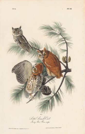 Audubon 1st Ed. Octavo Pl. 40 Little Screech Owl