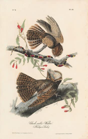 Audubon 1st Ed. Octavo Pl. 41 Chuck-will's Widow