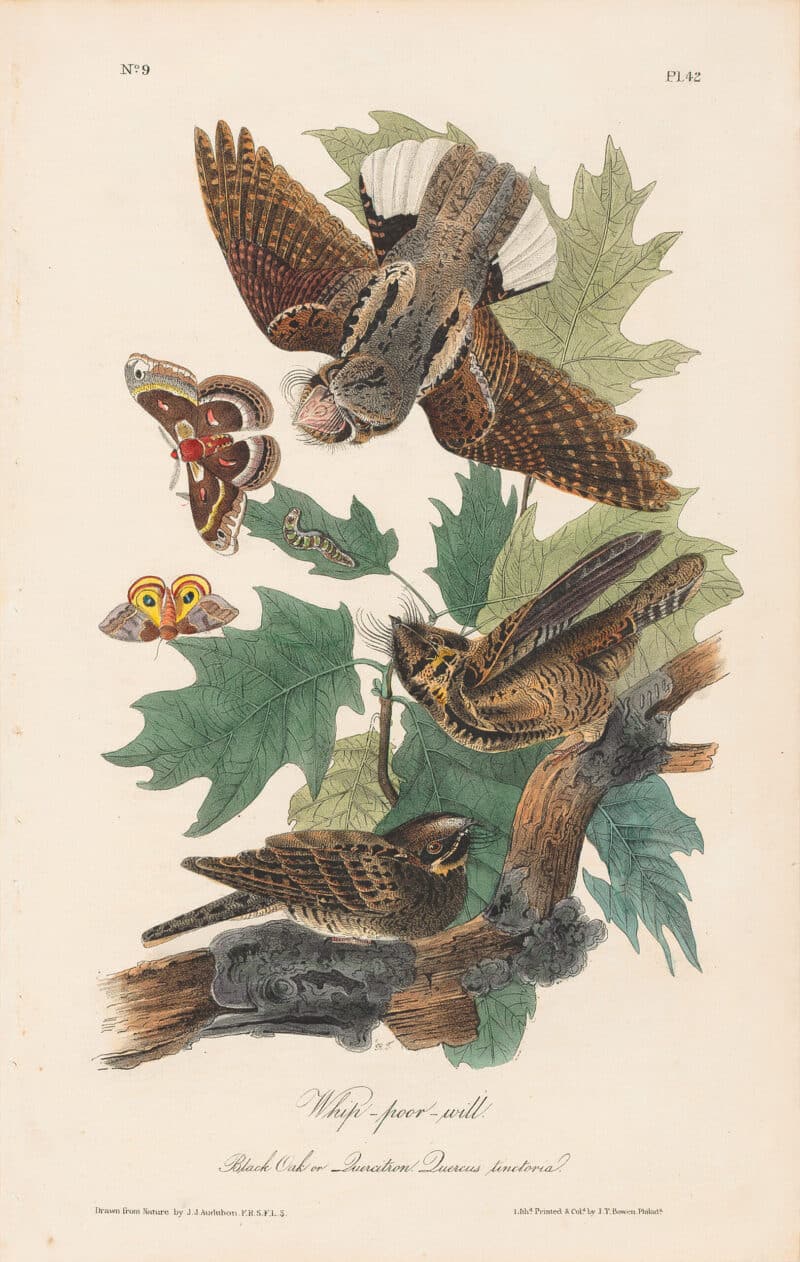 Audubon 1st Ed. Octavo Pl. 42 Whip-poor-will