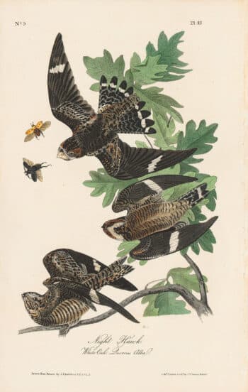 Audubon 1st Ed. Octavo Pl. 43 Night Hawk