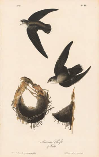 Audubon 1st Ed. Octavo Pl. 44 American Swift
