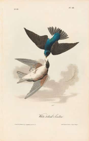 Audubon 1st Ed. Octavo Pl. 46 White-bellied Swallow