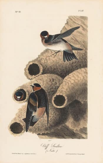 Audubon 1st Ed. Octavo Pl. 47 Cliff Swallow