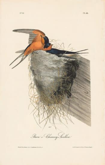Audubon 1st Ed. Octavo Pl. 48 Barn or Chimney Swallow