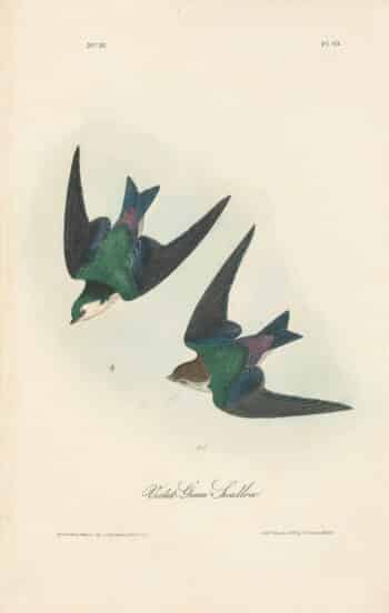 Audubon 1st Ed. Octavo Pl. 49 Violet - Green Swallow