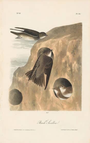 Audubon 1st Ed. Octavo Pl. 50 Bank Swallow