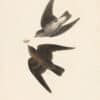 Audubon 1st Ed. Octavo Pl. 51 Rough-winged Swallow
