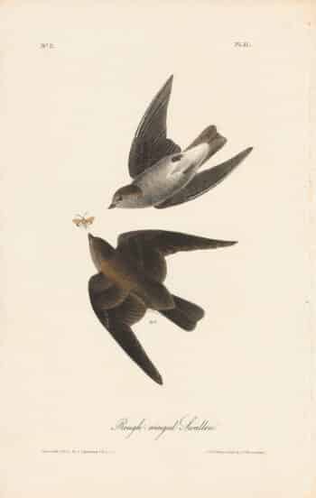 Audubon 1st Ed. Octavo Pl. 51 Rough-winged Swallow