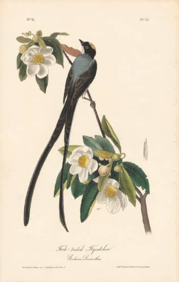 Audubon 1st Ed. Octavo Pl. 52 Fork-tailed Flycatcher