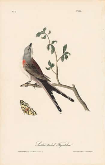 Audubon 1st Ed. Octavo Pl. 53 Swallow-tailed Flycatcher