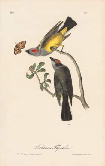 Audubon 1st Ed. Octavo Pl. 54 Arkansas Flycatcher